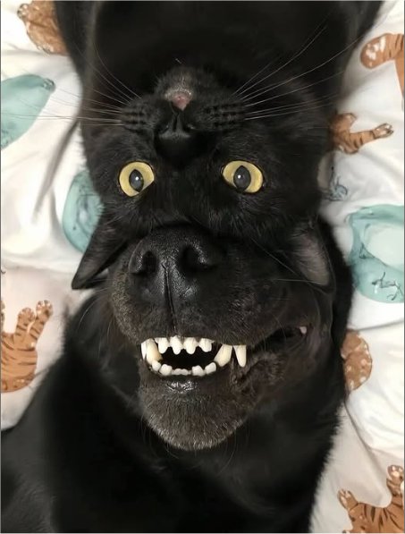 caturdogday majorgeeks.jpg